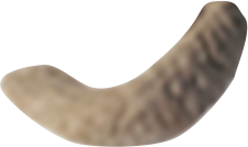 etekichi's tail